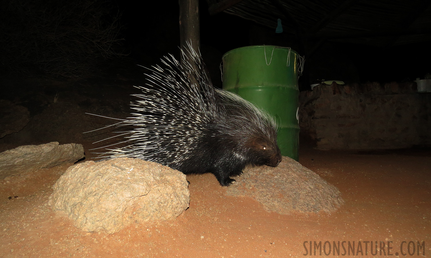 Hystrix africaeaustralis [4.3 mm, 1/15 Sek. bei f / 3.4, ISO 400]